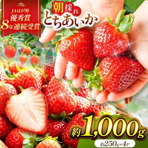 【2027年 先行予約】2～3月発送分 朝採れいちご とちあいか 約1,000g
