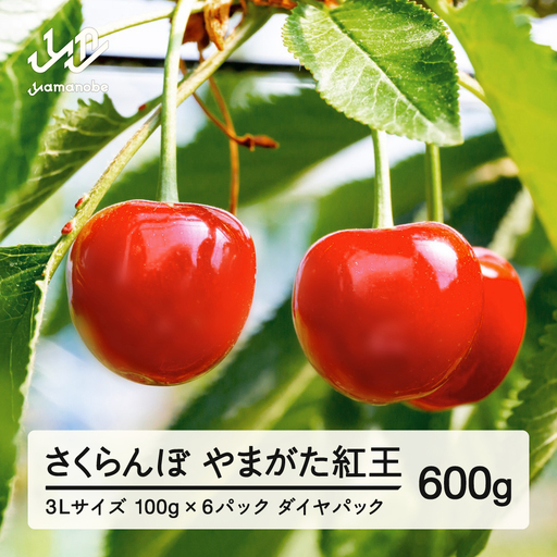 《先行予約》2027年 山形県産 さくらんぼ やまがた紅王 3Lサイズ 100g 6パック入り ※沖縄・離島への配送不可 ts-yb3ld600