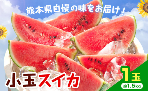 [先行予約]小玉スイカ 1玉 約1.5kg 日本フルーツ株式会社 [4月中旬-7月下旬頃出荷] こだますいか 西瓜 すいか フルーツ 果物 くだもの 旬 熊本県 菊池市 熊本県産 くまもと