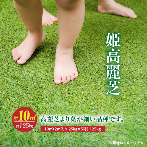 【10月から5月に発送】 姫高麗芝（10平方メートル） KN177-004-02 庭 芝生
