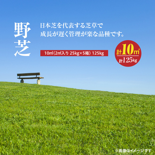 【10月から5月に発送】 野芝（10平方メートル） KN177-005-02 庭 芝生