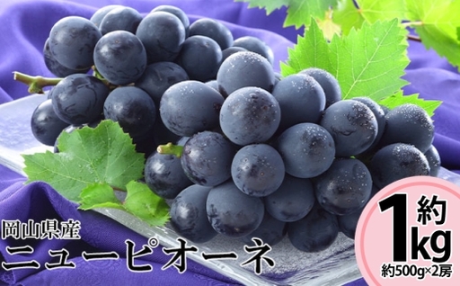 先行予約岡山県産ニューピオーネ 約500g × 2房 計約1kg 【 2026年8月下旬～10月下旬まで順次発送予定 】 ぶどう ブドウ 葡萄 フルーツ くだもの 果物 果実 大粒 果汁 国産 岡山県産 ニューピオーネ 種無し