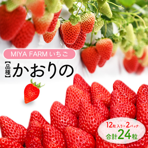 [先行予約]MIYA FARM いちご(品種:かおりの)12粒入り×2パック 合計 24粒 ※北海道・沖縄・離島への配送不可 ※2026年12月中旬〜2027年5月下旬頃に順次発送予定