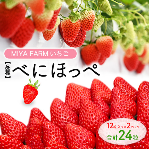 [先行予約]MIYA FARM いちご(品種:べにほっぺ)12粒入り×2パック 合計 24粒 ※北海道・沖縄・離島への配送不可 ※2027年1月中旬〜5月下旬頃に順次発送予定