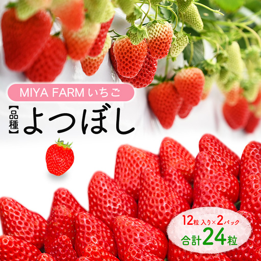 [先行予約]MIYA FARM いちご(品種:よつぼし)12粒入り×2パック 合計 24粒 ※北海道・沖縄・離島への配送不可 ※2027年1月中旬〜5月下旬頃に順次発送予定
