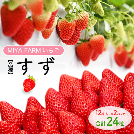 [先行予約]MIYA FARM いちご(品種:すず)12粒入り×2パック 合計 24粒 ※北海道・沖縄・離島への配送不可 ※2027年1月中旬〜5月下旬頃に順次発送予定