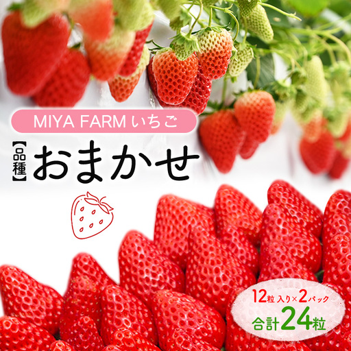 [先行予約]MIYA FARM いちご(品種:おまかせ)12粒入り×2パック 合計 24粒 ※北海道・沖縄・離島への配送不可 ※2027年1月中旬〜5月下旬頃に順次発送予定