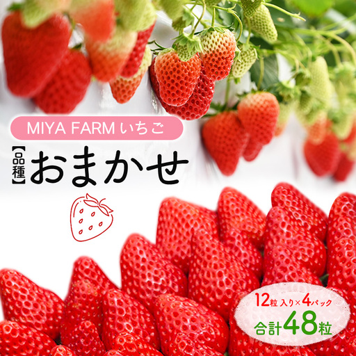 【先行予約】MIYA FARM いちご（品種：おまかせ）12粒入り×4パック 合計 48粒 ※北海道・沖縄・離島への配送不可 ※2027年1月中旬～5月下旬頃に順次発送予定