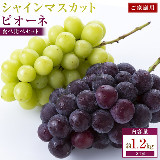 【2026年8月13日～2026年10月17日配送】ご家庭用　シャインマスカット+ピオーネ食べ比べセット　約1.2kg(各1房)