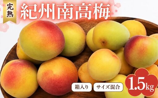 【2027年分先行予約】完熟梅 紀州南高梅 1.5kg サイズ混合（箱込み）※2027年6月中旬～順次発送予定 /  田辺市 果物 果実 梅 生梅 梅干し うめぼし 梅酒 梅ジュース 梅シロップ 手作り 自家製 新鮮【sny005-1】