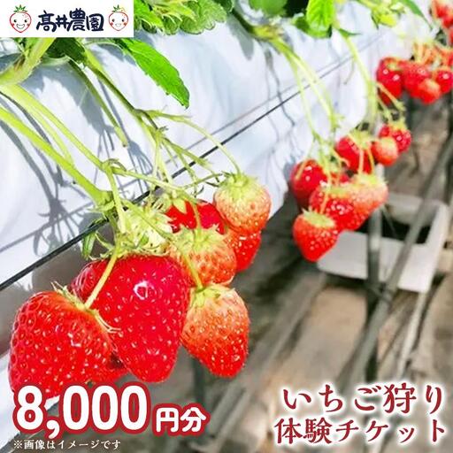 【家族で楽しむ】いちご狩り体験チケット 8,000円分 いちご いちご狩り チケット 果物 フルーツ 大粒 濃厚 食べ放題 食べ比べ  兵庫県 福崎町