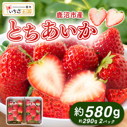 【先行予約】出会いの森いちご園 とちあいか （290g×2パック） | いちご イチゴ 苺 栃木県 果物 くだもの フルーツ とちあいか 新鮮 贈答 ギフト デザート スイーツ ※2026年12月～発送
