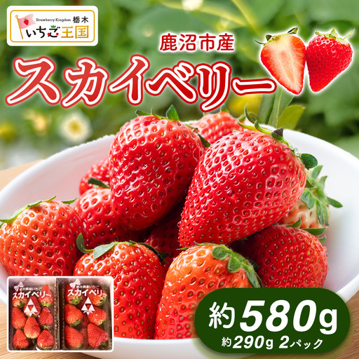 [先行予約]出会いの森いちご園 スカイベリー (290g×2パック) | いちご イチゴ 苺 栃木県 果物 くだもの フルーツ スカイベリー 新鮮 贈答 ギフト デザート スイーツ ※2026年12月〜発送