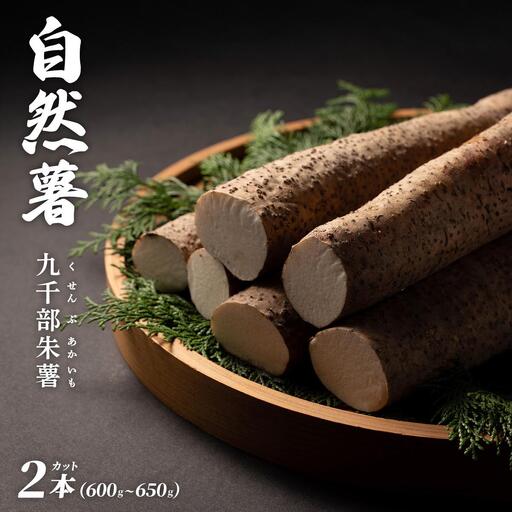  【先行予約】自然薯「九千部朱薯」600g～650g（2本）