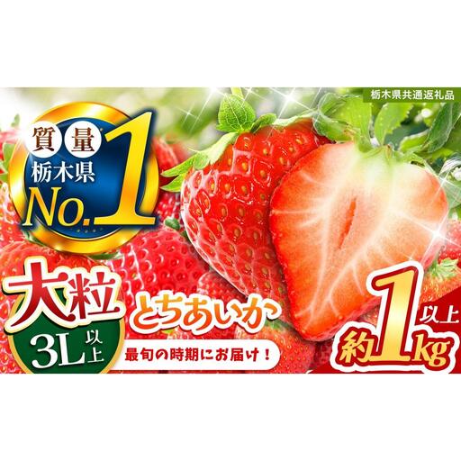 いちご 2L以上 大粒 とちあいか1kg以上[2027年先行予約] | 苺 イチゴ 栃木県共通返礼品
