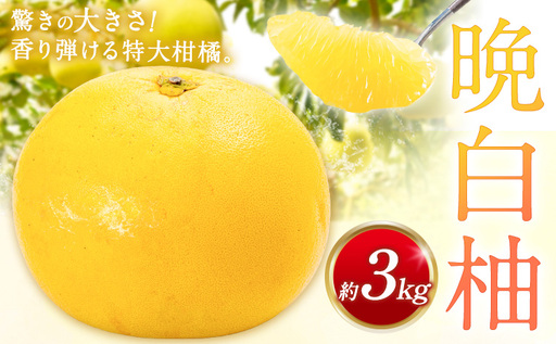 先行予約 晩白柚 約3kg 株式会社エフビーネット《12月上旬-1月下旬頃出荷》熊本県 氷川町 果物 フルーツ 熊本県産 ジューシー ばんぺいゆ バンペイユ