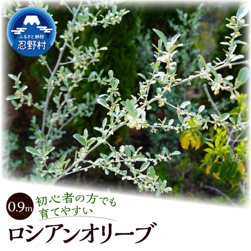 植木　ロシアンオリーブ　0.9ｍ