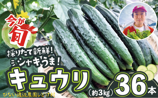 キュウリ 採りたてシャキ旨！36本　90P3211【ひない渡辺農園しどけ村】