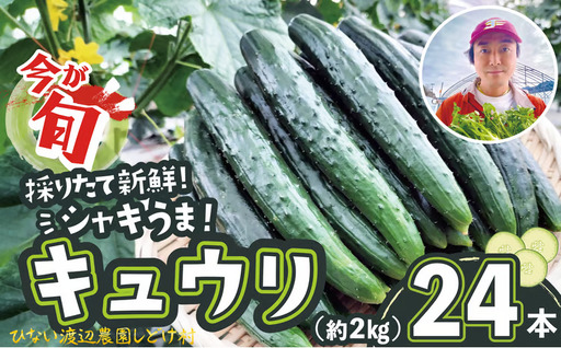 キュウリ 採りたてシャキ旨！24本　60P3231【ひない渡辺農園しどけ村】