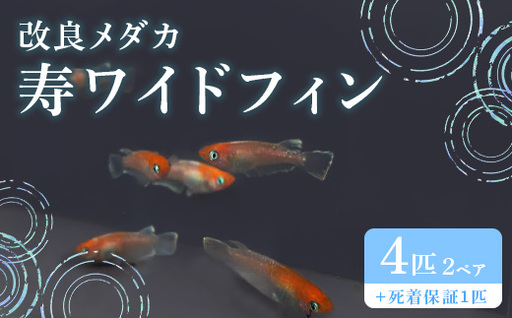 753 改良メダカ 寿ワイドフィン (ことぶきワイドフィン) 2ペア 4匹 観賞用 ペット【トリハタめだか】