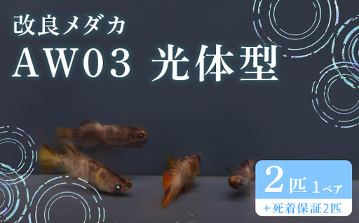 754 改良メダカ AW03 光体型 1ペア 2匹 観賞用 ペット【トリハタめだか】