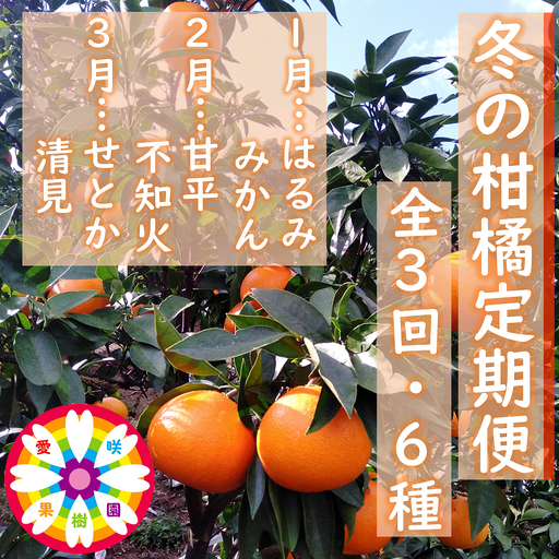 【発送月固定定期便】愛咲果樹園「冬の柑橘定期便」(1月～3月)全3回【F71-20】【4013391】 YWTS016