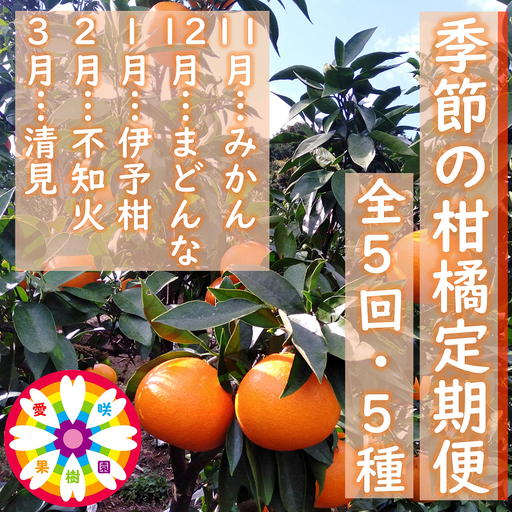 【発送月固定定期便】愛咲果樹園「季節の柑橘定期便」(11月～3月)全5回【F71-21】【4013523】 YWTS017