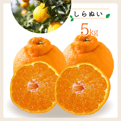 【先行受付】コウ果樹園「しらぬい」たっぷり5kg【C33-23】【1052369】 YWTG009