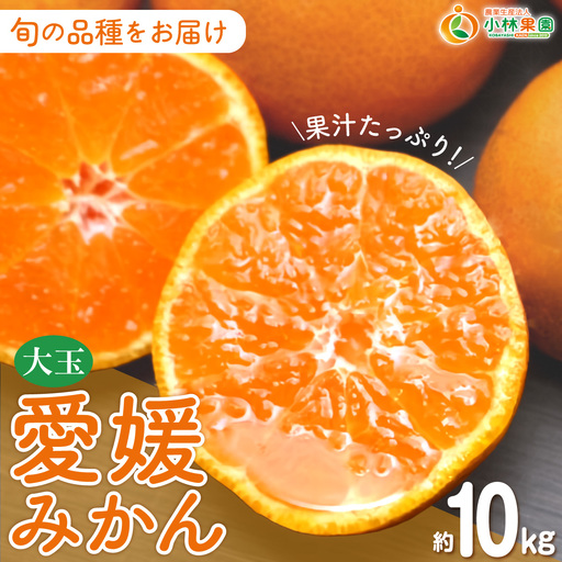 【先行受付】小林果園の果汁たっぷり愛媛温州みかん(約10kg・3L～Lサイズ)【C24-14】【1124420】 YWTAD007