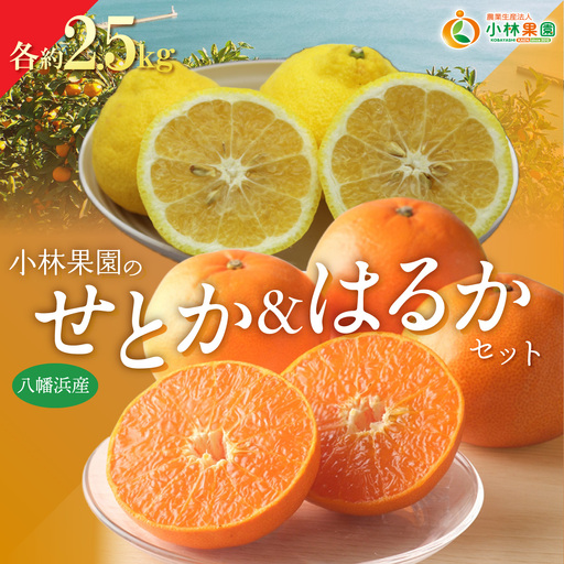 【先行受付】小林果園のせとか＆はるかセット(各約2.5kg入)【C24-23】【1124429】 YWTAD016