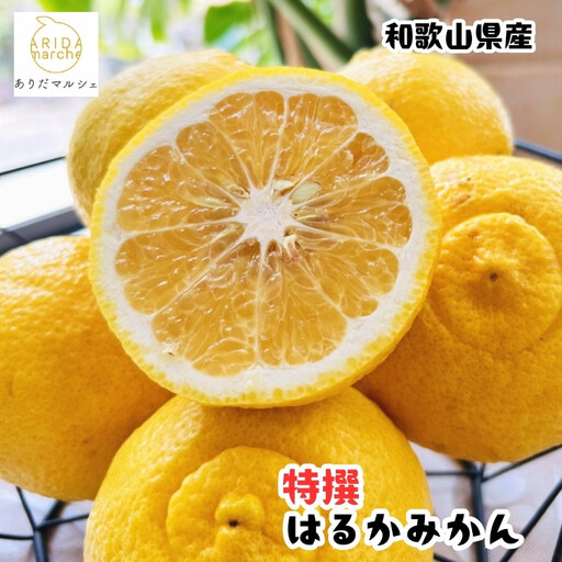 ［先行予約］［人気柑橘］ 特撰 はるかみかん 1.5kg  ［MS145］