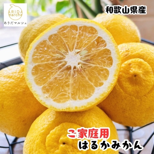 [1月下旬〜][先行予約][人気柑橘]有田育ちの はるか みかん(訳あり 家庭用)約7.5kg+200g(傷み補償分) ※2027年1月下旬〜3月下旬に順次発送予定[ard252A]