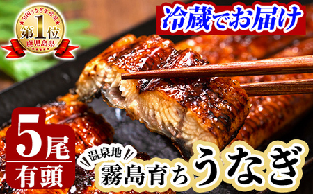 C-077-RZ ＜冷蔵でお届け＞霧島市育ちのあの「うなぎ」130～150g×5尾【田代水産】霧島市 うなぎ蒲焼 国産 鹿児島 うなぎ 鰻 ウナギ 高級 蒲焼き 蒲焼 かばやき タレ