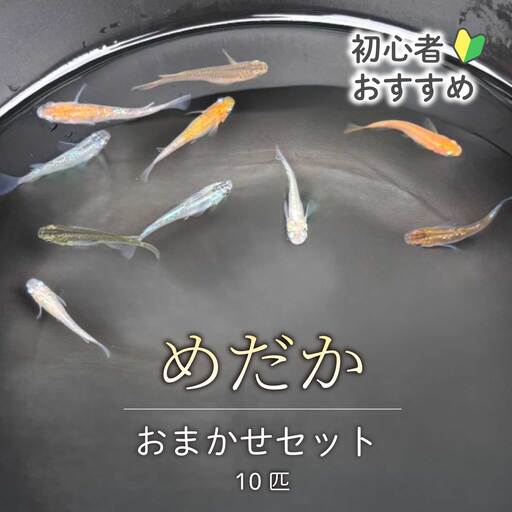めだか おまかせセットA（10匹）メダカ 飼育 生体 観賞魚 魚 ペット おまかせ ミックス おすすめ 水槽 インテリア 生物 鑑賞 熱帯魚 アクアリウム 熱帯 淡水魚 243001