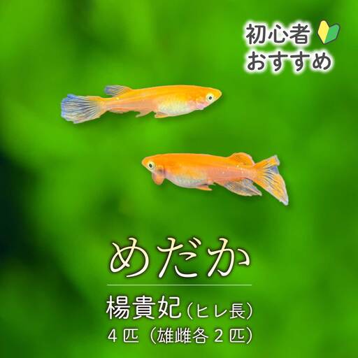 楊貴妃 ひれ長 4匹（雄・雌 各2匹）めだか メダカ 飼育 生体 観賞魚 魚 ペット おまかせ ミックス おすすめ 水槽 インテリア 生物 鑑賞 熱帯魚 アクアリウム 熱帯 淡水魚 243010 