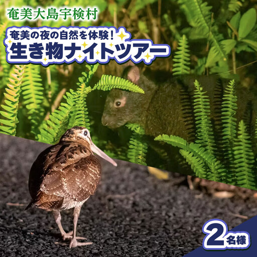 生き物ナイトツアー 2名様 奄美大島 宇検村 鹿児島県 旅行 自然 冒険 完全プライベート