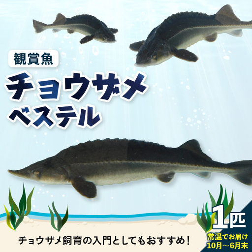 チョウザメ観賞魚(生体) ベステル[10月〜6月末] ku183-004-r (北海道・沖縄県・離島配送不可)