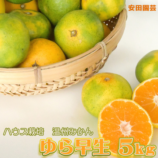 [鴨川の柑橘]極上の甘さ極早生 温州みかん『ゆら早生』5kg [10月下旬より発送][数量限定][先行予約]ちばエコ農産物 旬柑橘 みかん ミカン 蜜柑 早生温州 みかん 薄皮 樹上完熟 ハウス栽培 鴨川産 千葉県産 [安田園芸][0010-0368]