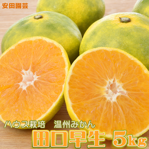 [鴨川の柑橘]ひと房で旨さ際立つ 温州みかん『田口早生』5kg [11月中旬より発送][数量限定][先行予約]ちばエコ農産物 旬の柑橘 みかん ミカン 蜜柑 早生温州 みかん 薄皮 樹上完熟 ハウス栽培 鴨川産 千葉県産 [安田園芸][0010-0369]
