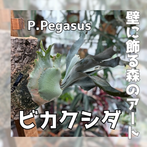 観葉植物 ビカクシダPegasusコルク仕立て