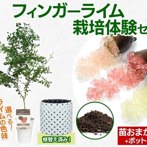 フィンガーライム栽培体験セット柑橘苗植木鉢フィンガーライム ピンクアイス