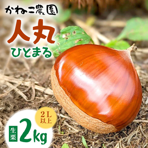 生栗 2kg 2Lサイズ以上 人丸 栗 クリ くり 茨城県 笠間市 JO-015