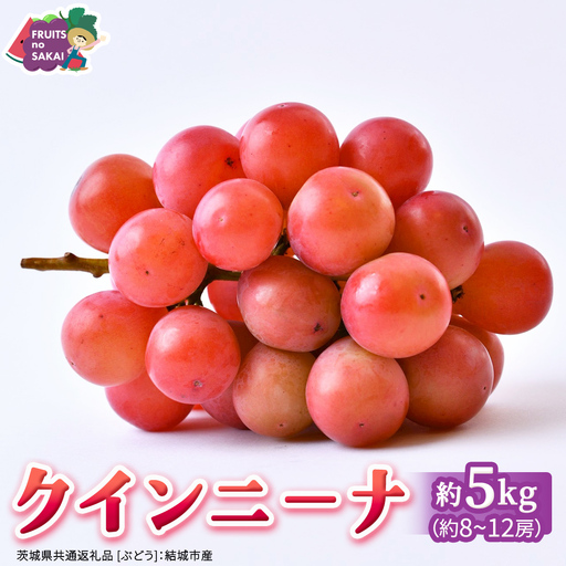クインニーナ 約5kg （約8～12房）【2026年8月より発送開始】（茨城県共通返礼品 [ぶどう]：結城市産）