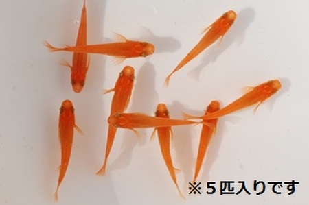 廿日市で産まれた赤いメダカ「楊貴妃メダカ」+メダカのエサ付き