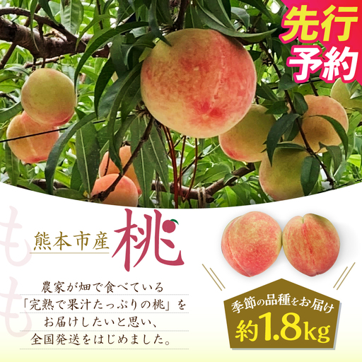 [ R8年熊本地震復興支援 ]熊本市産 桃 約1.8kg 季節の品種をお届け[2027年5月下旬〜7月上旬迄順次発送予定] 果物 フルーツ モモ