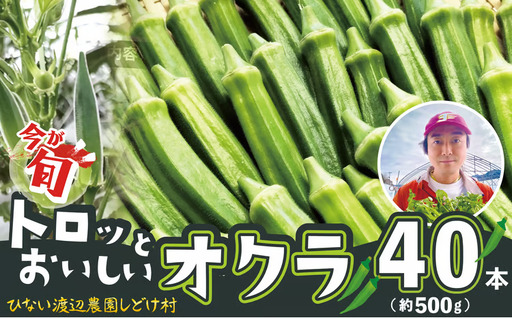 トロッとおいしいオクラ＜40本、約500g＞　40P3223【ひない渡辺農園しどけ村】