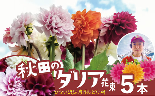新鮮!綺麗!秋田のダリア[5本] 45P7805[ひない渡辺農園しどけ村]