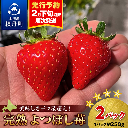 [2027年2月下旬以降発送]北海道産 完熟よつぼし苺(約250g×2パック)