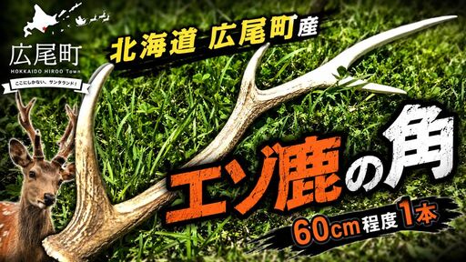 エゾ鹿の角　１本（60cm程度）【エゾシカ　えぞしか　シカの角　鹿角　クラフト　インテリア　狩猟】(0124)
