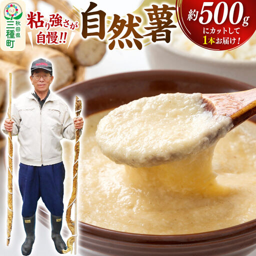 自然薯 約500g （1本） 秋田県三種町産